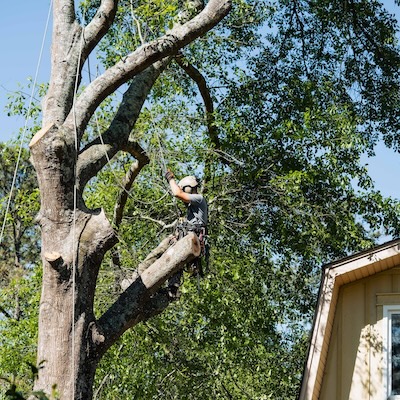 Tree Trimming & Pruning service by Georgia Pro Tree Services