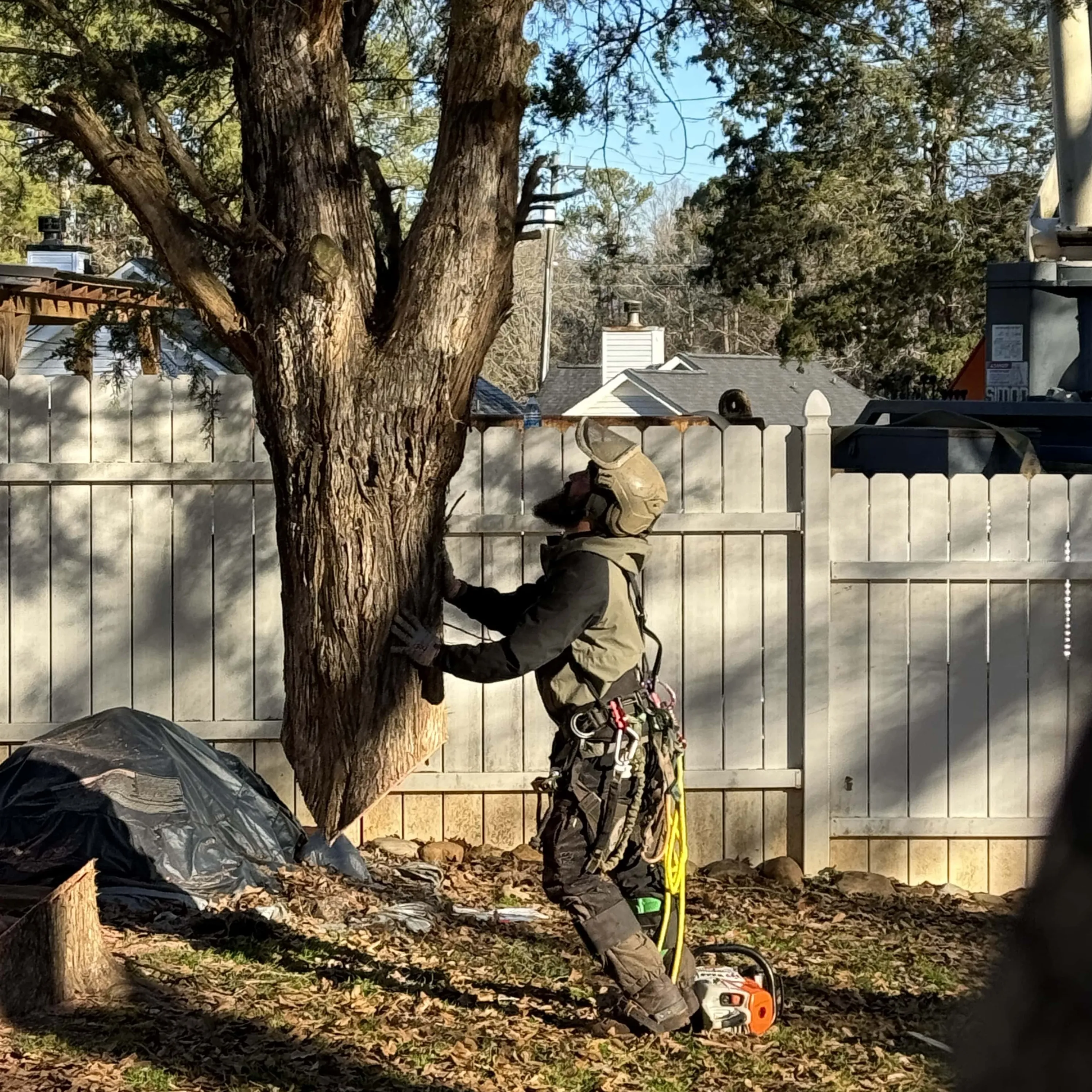 Cleaned residential yard after tree service